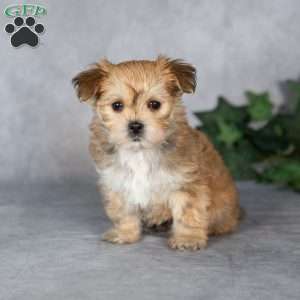 Georgie, Morkie / Yorktese Puppy